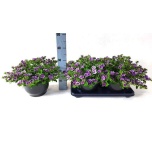 Calibrachoa Puispetuunia cabe purple glow 27cm