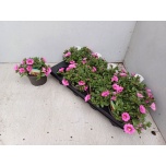 Calibrachoa Puispetuunia cabe hot pink 13cm