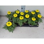 Tagetes Peiulill erecta taishan yellow 10,5cm