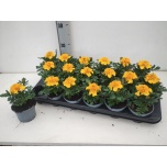 Tagetes Peiulill erecta taishan yellow 9cm