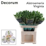 Alstroemeria Inkaliilia Virginia