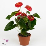 Anthurium Flamingolill andr Royal Champion 12cm