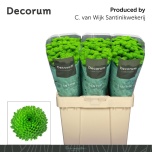 Chrysanthemum Krüsanteem SANTINI Country*25