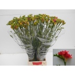 Freesia Red Bell 70cm