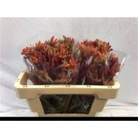 Anigozanthos Kängurukäpp Rampaging Roy Slaven 50cm