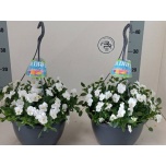 Viola Võõrasema co endurio white 25cm