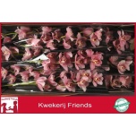 Cymbidium Tsübiidium Candy 60cm
