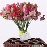 Lathyrus Lillhernes Winter Sunshine Pink 40-45cm
