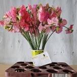 Lathyrus Lillhernes Winter Sunshine Pink 40cm