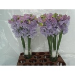 Lathyrus Lillhernes Winter Sunshine Lavendel 40cm