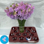 Lathyrus Lillhernes Winter Sunshine Lavendel 40cm