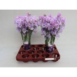 Lathyrus Lillhernes Winter Sunshine Lavendel 40cm