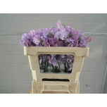Lathyrus Lillhernes Winter Sunshine Lavendel 50cm