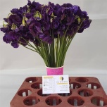 Lathyrus Lillhernes Winter Sunshine Navy