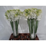 Lathyrus Lillhernes Winter Sunshine White 40-50cm