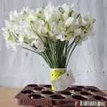 Lathyrus Lillhernes Winter Sunshine White 40cm