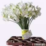 Lathyrus Lillhernes Winter Sunshine White 40cm