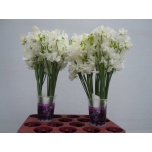 Lathyrus Lillhernes Winter Sunshine White 40cm