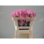 Lathyrus Lillhernes Winter Sunshine Rose 50cm