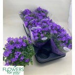Campanula Kellukas port ocean 11cm