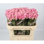 Roos 70cm Wham (Agri Lake)