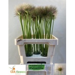 Pulsatilla vulg zaadpluiz 60cm
