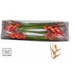 Heliconia Tropical 70cm