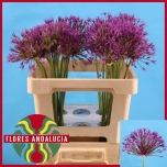 Allium Lauk Purple Rain 55cm