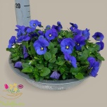 Viola co sorbet xp blue blotch 30cm