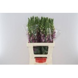 Digitalis Sõrmkübar Camelot pink/rose 70cm