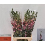 Digitalis Sõrmkübar camelot pink 80cm