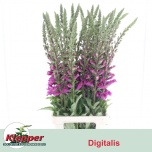 Digitalis Sõrmkübar Camelot Pink/Rose 90cm
