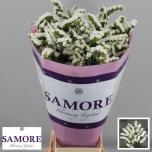 Limonium Silver Sun Birds 80cm