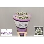 Limonium Parkjuur S Silver Sun Birds 80cm
