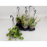 Peperomia Peperoomia tetraphylla hope 14cm