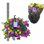 Calibrachoa Puispetuunia trix tricolore 23cm
