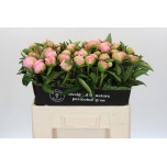 Paeonia Pojeng Sweet 16 60cm