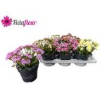 Lewisia Leviisia Mountain Dreams mix 17cm