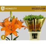 Lilium Liilia LA Honesty 95cm