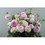 Dahlia Daalia Ball Wizzard Of Oz 45cm	