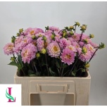 Dahlia Daalia Ball Wizzard Of Oz 50cm	