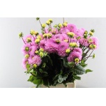Dahlia Daalia Ball Wizzard Of Oz 50cm	