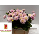 Dahlia Daalia Ball Wizzard Of Oz 50cm	