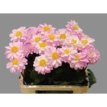 Dahlia Daalia Ball Wizzard Of Oz 60cm	