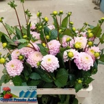 Dahlia Daalia Ball Wizzard Of Oz 60cm	