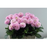 Dahlia Daalia Ball Wizzard Of Oz 60cm	