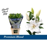 Lilium Liilia OR Premium Blond 100cm