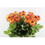 Dahlia Daalia Icoon 45cm