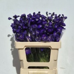 Delphinium Kukekannus Emeral 60cm