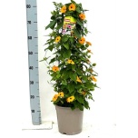 Thunbergia alata suzie orange white eye 21cm